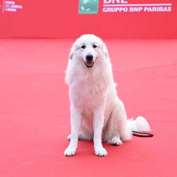 Garfield (devenu "Belle" à l'écran) - Tapis rouge du film "Belle et Sébastien" à Rome, le 17 octobre 2015.