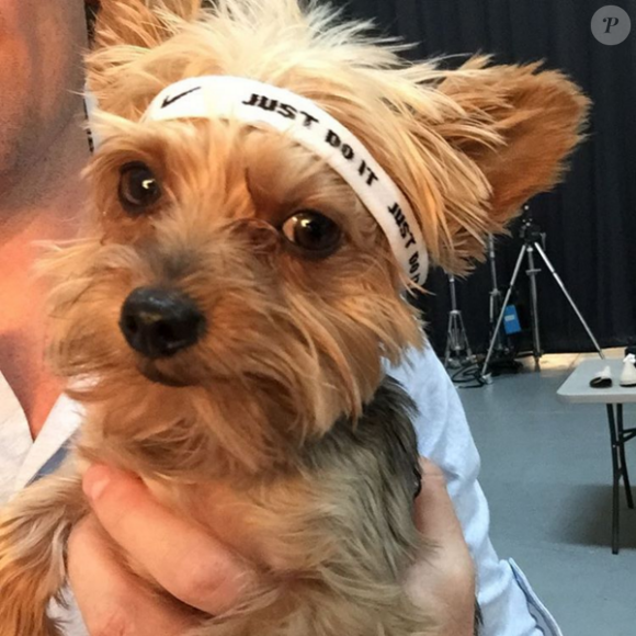 Le petit chien de Serena Williams - Photo publiée le 2 août 2015