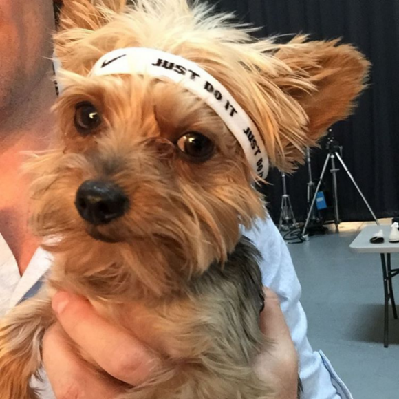 Le petit chien de Serena Williams - Photo publiée le 2 août 2015
