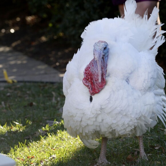 Barack Obama a sauvé une dinde à l'occasion de la fête de Thanksgiving, à la Maison Blanche, en compagnie de ses filles Sasha et Malia, le 25 novembre 2015