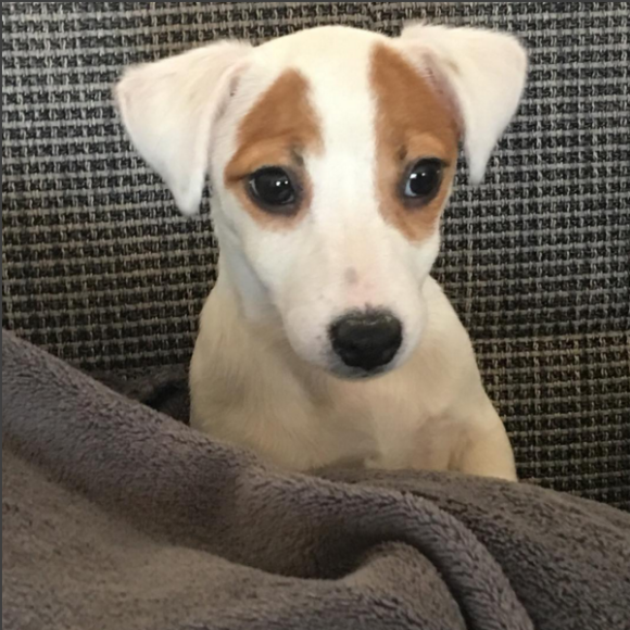 Pita, la chienne de Nabilla, a le droit à son compte Instagram