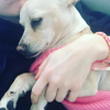 Miley Cyrus a publié une photo avec l'un de ses chiens sur sa page Instagram au mois de janvier 2016.