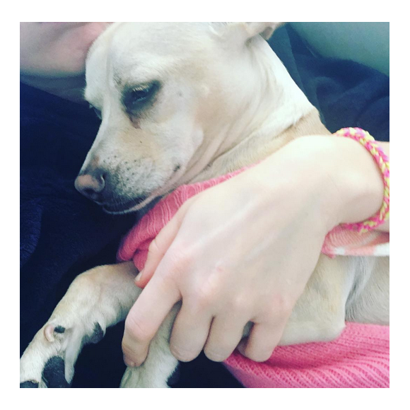 Miley Cyrus a publié une photo avec l'un de ses chiens sur sa page Instagram au mois de janvier 2016.