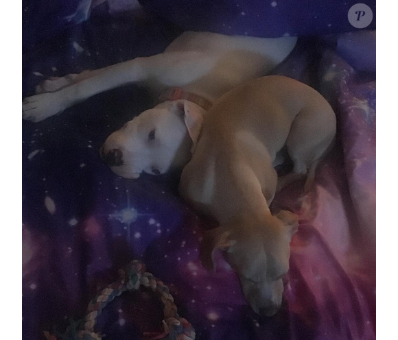 Miley Cyrus a publié une photo avec de ses chiens sur sa page Instagram au mois de novembre 2015.