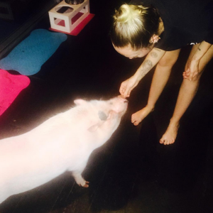 Miley Cyrus a publié une photo avec son cochon Pig sur sa page Instagram au mois d'octobre 2015.