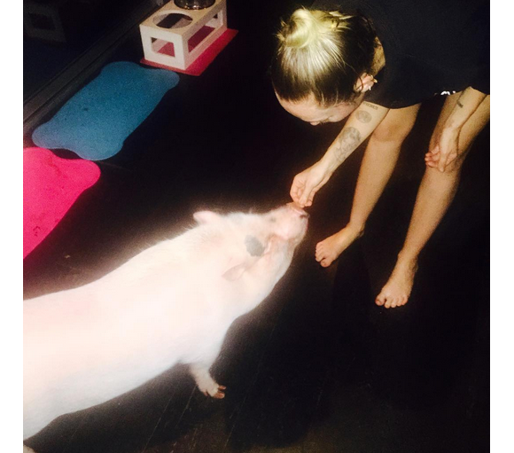Miley Cyrus a publié une photo avec son cochon Pig sur sa page Instagram au mois d'octobre 2015.