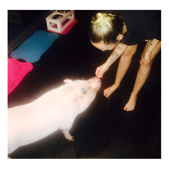 Miley Cyrus a publié une photo avec son cochon Pig sur sa page Instagram au mois d'octobre 2015.