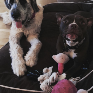Liam Hemsworth a publié une photo de ses deux chiens sur sa page Instagram au mois de novembre 2015.