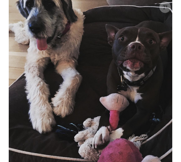 Liam Hemsworth a publié une photo de ses deux chiens sur sa page Instagram au mois de novembre 2015.