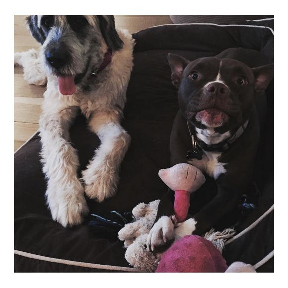 Liam Hemsworth a publié une photo de ses deux chiens sur sa page Instagram au mois de novembre 2015.