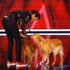 Miak ramène ses deux chiens sur le plateau dans The Voice 5, sur TF1, samedi 12 mars 2016