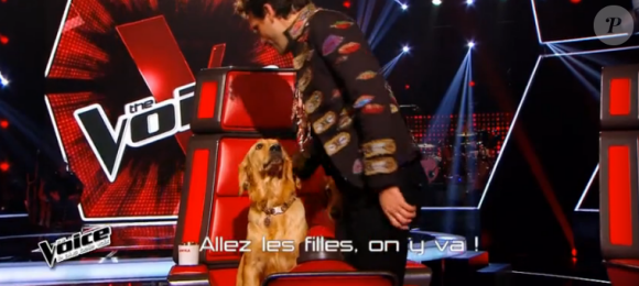 Mika lache les chiens dans The Voice 5, sur TF1, samedi 12 mars 2016