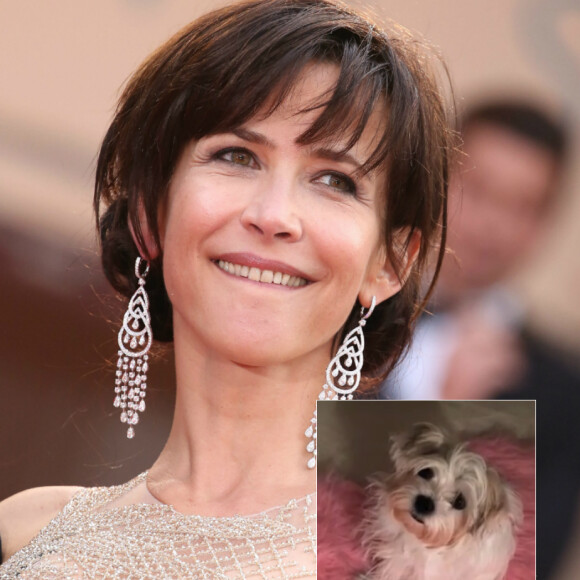 Sophie Marceau gaga de sa chienne Lee-tchi, qu'elle vient d'adopter.