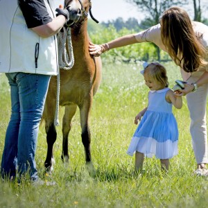 La princesse Leonore de Suède va à la rencontre de son cheval un Gotland Russ du nom de Heidi de Gotland - La princesse Madeleine de Suède avec son mari Christopher O'Neill et leur fille la princesse Leonore lors d'une visite dans le Gotland à Visby le 3 juin 2016.  Princess Madeleine with her husband Christopher O'Neill and daughter princess Leonore visiting Gotland, Sweden, June 3rd, 2016.03/06/2016 - Visby