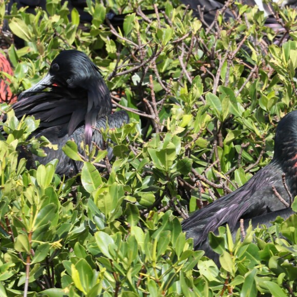 Le prince Harry visite les mangroves à La Barbade, pour voir les oiseaux frégatidés, à l'occasion de son voyage de 15 jours dans les Caraïbes. Le 22 novembre 2016  Prince Harry takes a boat tour through mangroves on the island of Barbuda to see one of the largest colonies of frigate birds in the word, as he continues his tour of the Caribbean.22/11/2016 - La Barbade