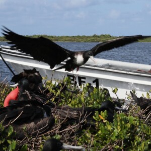 Le prince Harry visite les mangroves à La Barbade, pour voir les oiseaux frégatidés, à l'occasion de son voyage de 15 jours dans les Caraïbes. Le 22 novembre 2016  Prince Harry takes a boat tour through mangroves on the island of Barbuda to see one of the largest colonies of frigate birds in the word, as he continues his tour of the Caribbean.22/11/2016 - La Barbade