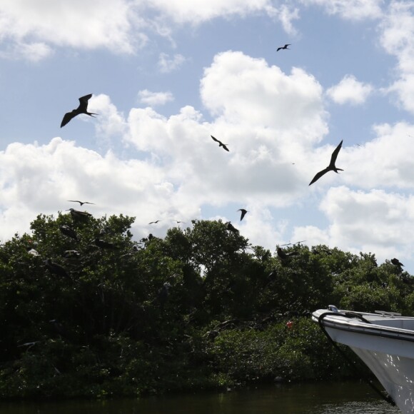 Le prince Harry visite les mangroves à La Barbade, pour voir les oiseaux frégatidés, à l'occasion de son voyage de 15 jours dans les Caraïbes. Le 22 novembre 2016  Prince Harry takes a boat tour through mangroves on the island of Barbuda to see one of the largest colonies of frigate birds in the word, as he continues his tour of the Caribbean.22/11/2016 - La Barbade