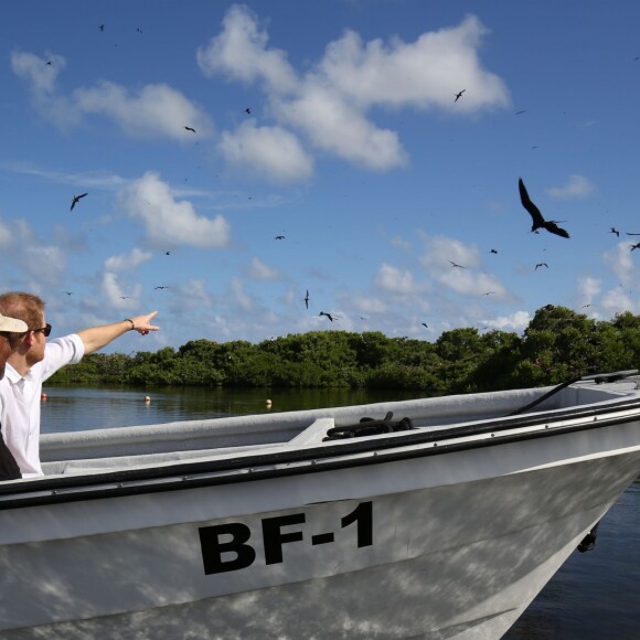 Le prince Harry visite les mangroves à La Barbade, pour voir les oiseaux frégatidés, à l'occasion de son voyage de 15 jours dans les Caraïbes. Le 22 novembre 2016  Prince Harry takes a boat tour through mangroves on the island of Barbuda to see one of the largest colonies of frigate birds in the word, as he continues his tour of the Caribbean.22/11/2016 - La Barbade