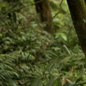 Yôsuke Kubozuka dans Silence