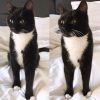 Merlin, le nouveau chat de Norman. Instagram, février 2017