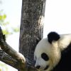 Mâle panda nommé Yuan Zi au Zoo de Beauval (photo datant de 2012)