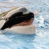 La célèbre "orque tueuse" Tilikum est morte le 6 janvier 2016.