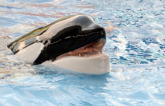 La célèbre "orque tueuse" Tilikum est morte le 6 janvier 2016.