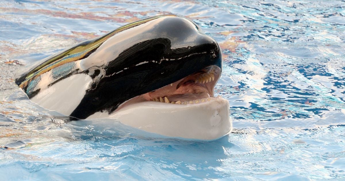 La Célèbre Orque Tueuse Tilikum Est Morte Le 6 Janvier 2016. - Purepeople