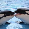 La célèbre "orque tueuse" Tilikum est morte le 6 janvier 2016. Responsable du décès accidentel de trois personnes, dont son dresseur, l'orque aura été la dernière à être élevée en captivité dans le parc à thème SeaWorld, en Floride. Sa popularité était telle qu'en 2013, son histoire avait inspiré un documentaire sur la maltraitance animale dans les parcs aquatiques.