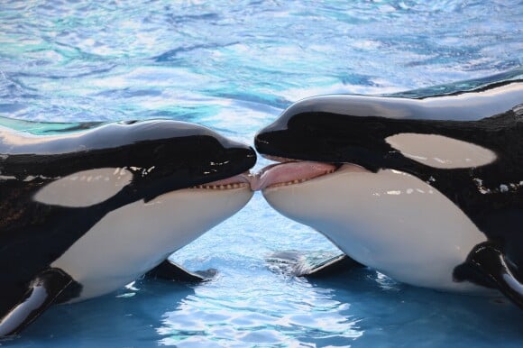 La célèbre "orque tueuse" Tilikum est morte le 6 janvier 2016. Responsable du décès accidentel de trois personnes, dont son dresseur, l'orque aura été la dernière à être élevée en captivité dans le parc à thème SeaWorld, en Floride. Sa popularité était telle qu'en 2013, son histoire avait inspiré un documentaire sur la maltraitance animale dans les parcs aquatiques.