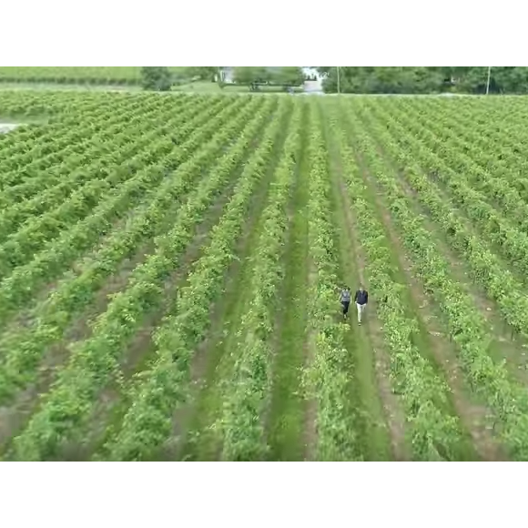 Elie Semoun visite le vignoble de l'Inniskillin dans l'épisode 2 de sa découverte de l'Ontario avec Canada Diem.