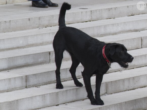 Le président Emmanuel Macron et son chien Nemo sur le perron du palais de l'Elysée à Paris le 28 août 2017 © Pierre Perusseau / Bestimage