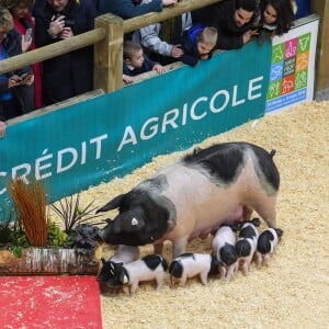 Illustration du Salon de l'Agriculture à Paris. Le 24 février 2018 © Lionel Urman / Bestimage