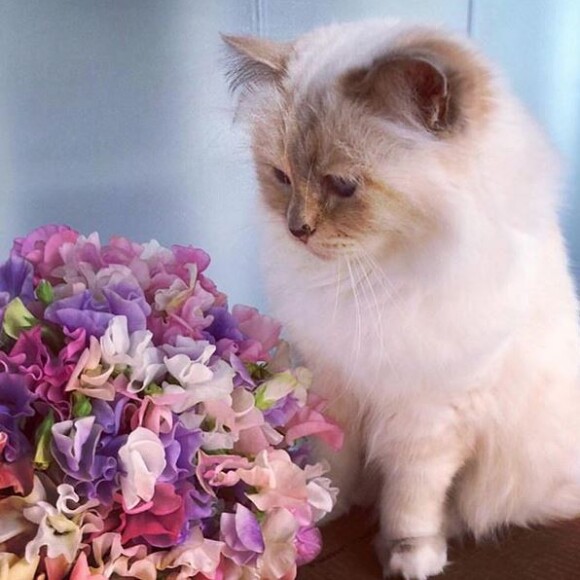 Choupette, la chatte de compagnie du défunt Karl Lagerfeld.