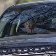 Exclusif - James Mountbatten-Windsor, vicomte Severn, 11 ans, au volant du Land Rover Discovery de ses parents le prince Edward et la comtesse Sophie de Wessex le 22 avril 2019 dans le parc du château de Windsor.