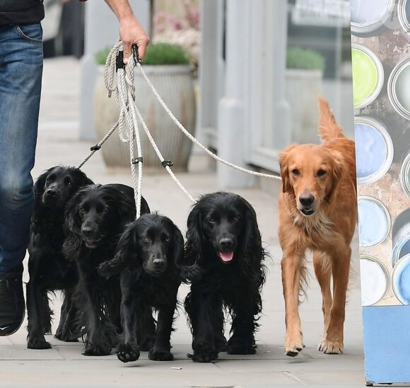 Exclusif - Who let the Dogs Out? Le frère de Kate Middleton, James Middleton équipé de ses AirPods et d'un café à emporter se promène avec ses cinq chiens à Chelsea, Londres, le 16 avril 2019.