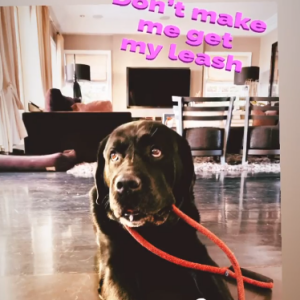 Santos, le labrador noir de Laeticia et Johnny Hallyday sur Instagram, le 15 décembre 2019.