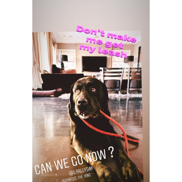 Santos, le labrador noir de Laeticia et Johnny Hallyday sur Instagram, le 15 décembre 2019.