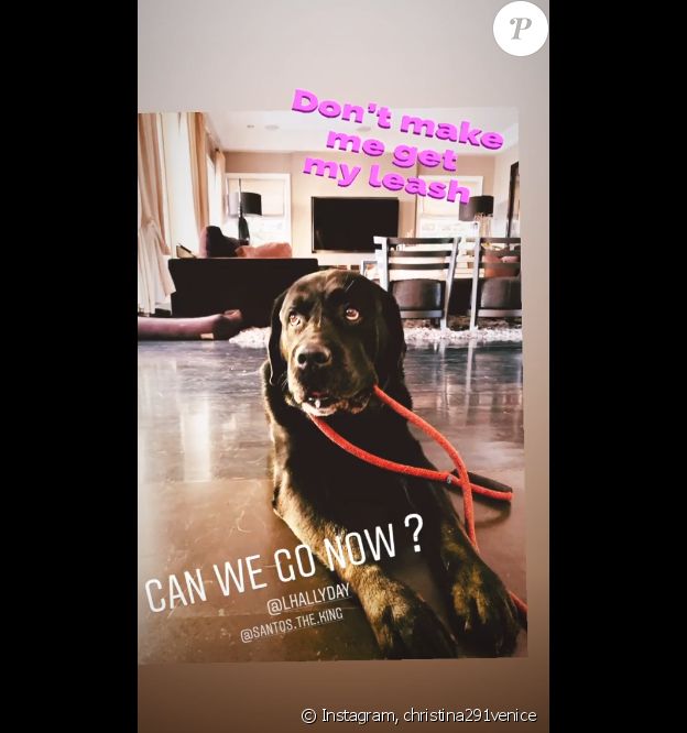 Santos, le labrador noir de Laeticia et Johnny Hallyday sur Instagram, le 15 décembre 2019.