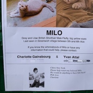 Milo, le chat perdu de Charlotte Gainsbourg et Yvan Attal à New York. Sur Instagram, le 12 février 2020.