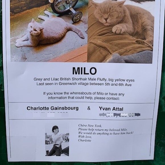 Milo, le chat perdu de Charlotte Gainsbourg et Yvan Attal à New York. Sur Instagram, le 12 février 2020.