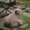Milo, le chat perdu de Charlotte Gainsbourg à New York, sur Instagram, le 9 octobre 2019.