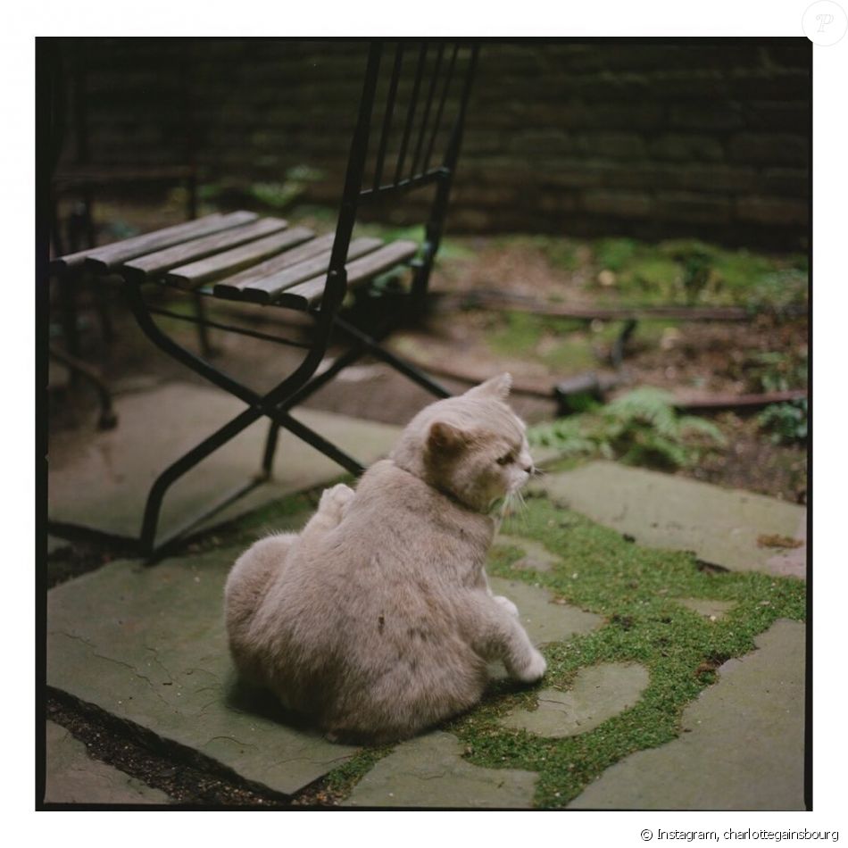 Milo Le Chat Perdu De Charlotte Gainsbourg A New York Sur Instagram Le 9 Octobre 19 Purepeople