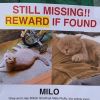 Milo, le chat perdu de Charlotte Gainsbourg à New York, sur Instagram, le 12 février 2020.