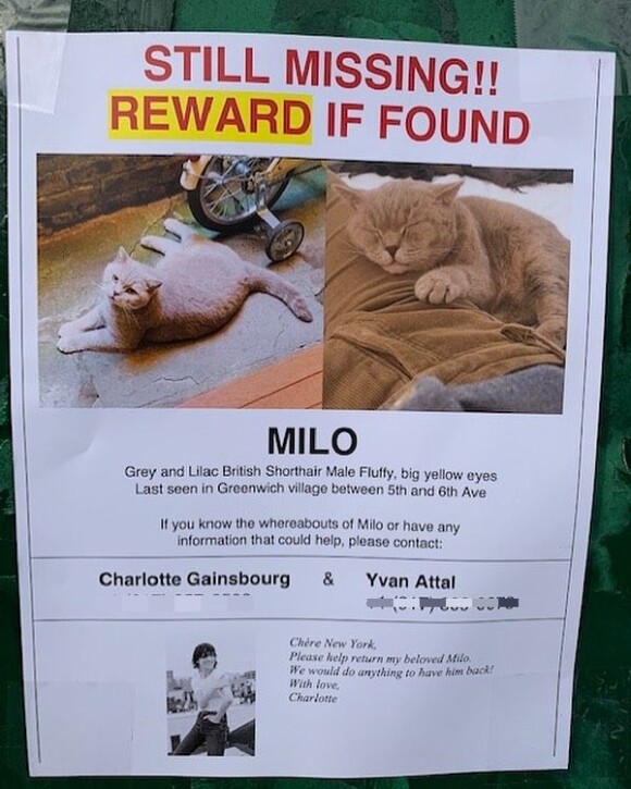 Milo, le chat perdu de Charlotte Gainsbourg à New York, sur Instagram, le 12 février 2020.