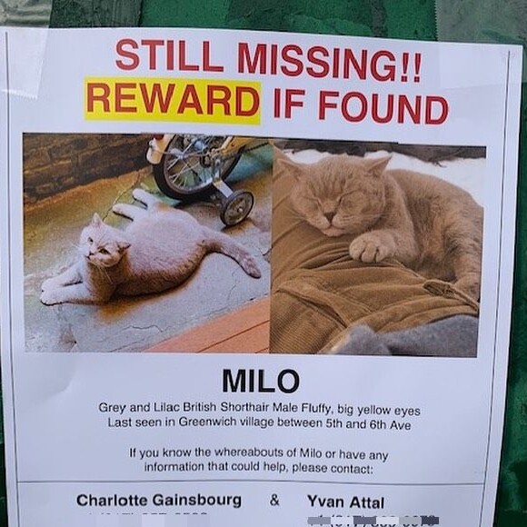 Milo, le chat perdu de Charlotte Gainsbourg à New York, sur Instagram, le 12 février 2020.