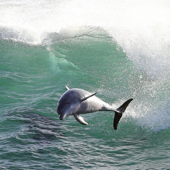 Exclusif - Chris Hemsworth fait du surf avec les dauphins à Byron Bay, en Australie. Le 22 mars 2020.