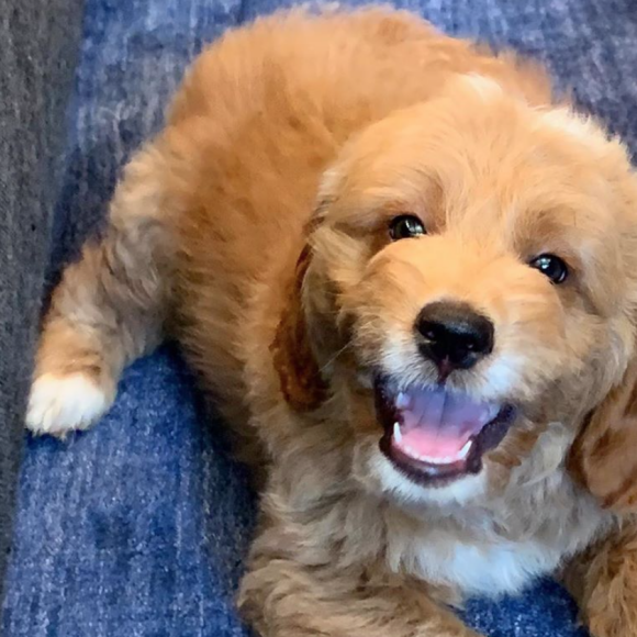 Jennifer Lopez a offert à son fils Max cet adorable labradoodle, croisement entre un labradore et un caniche. Juin 2020.