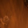 Hommages devant le collège du Bois d'Aulne à Conflans-Sainte-Honorine le lendemain ou Samuel Paty (professeur d'histoire) a été décapité le 17 octobre 2020. © Federico Pestellini / Panoramic / Bestimage