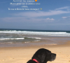 Lola Courbet, la fille de Julien Courbet, rend hommage à leur chien Vega, décédée à l'âge de 16 ans - Instagram